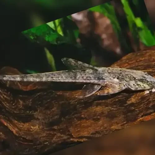 Whiptail Catfish