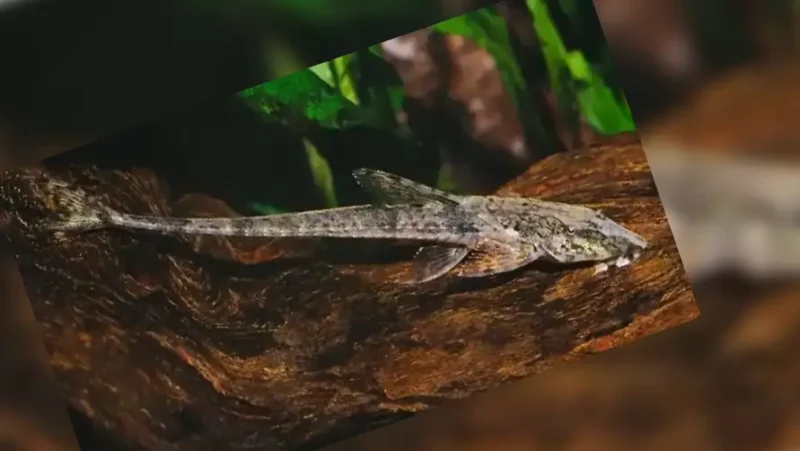 Whiptail Catfish