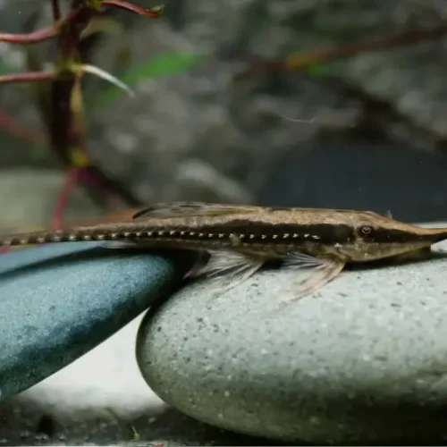 Whiptail sturiosoma