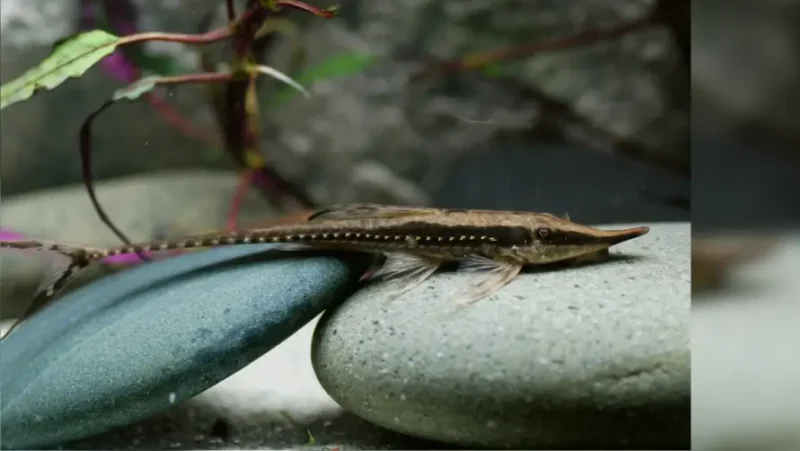 Whiptail sturiosoma