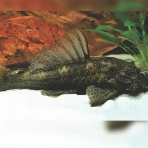 Xenocara
