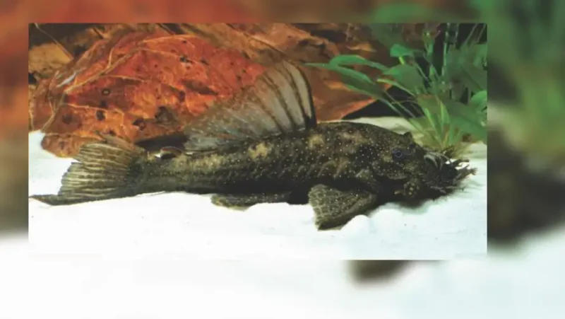 Xenocara