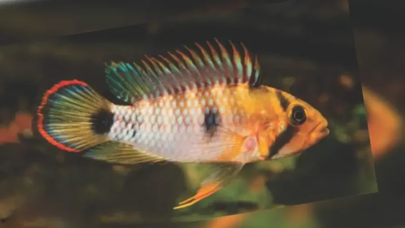 Zwillings Apistogramma