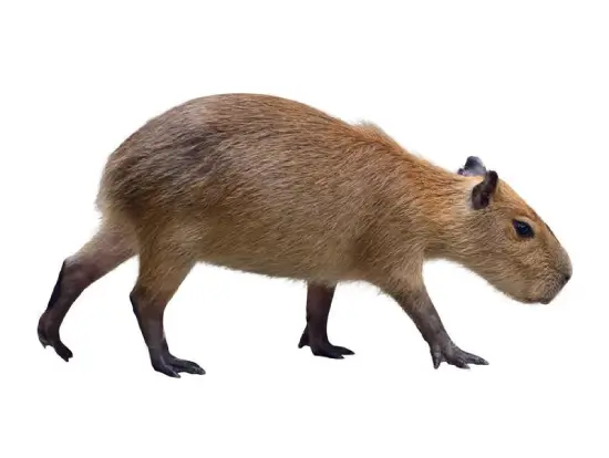 Capibara