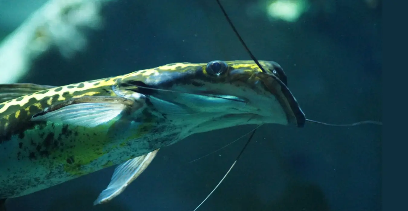 Achara Catfish