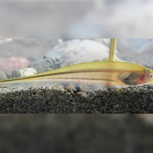 Glass Knifefish
