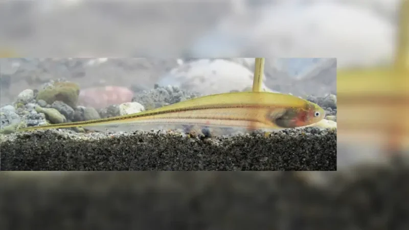 Glass Knifefish
