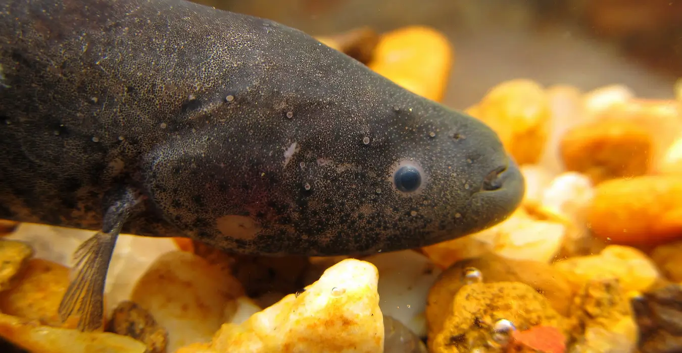 Banded Knifefish