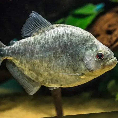 Piraña Black