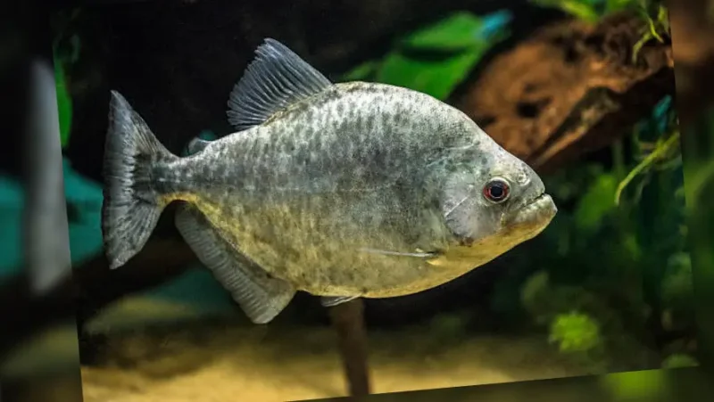 Piraña Black