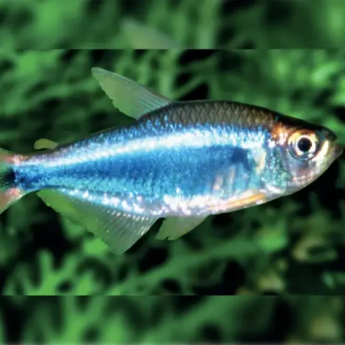 Beading Blue
