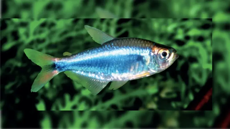 Beading Blue