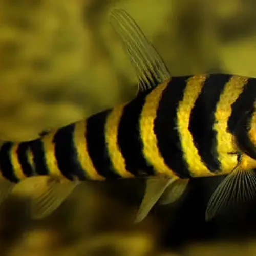 Banded Leporinus