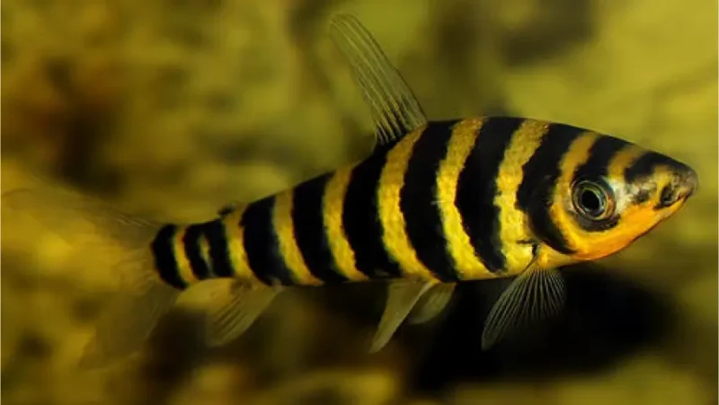 Banded Leporinus