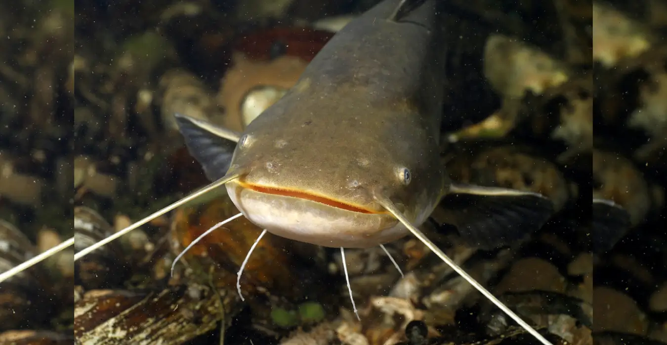 Bambi Catfish