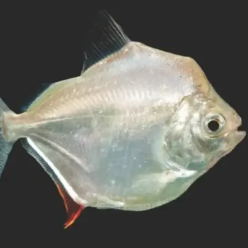 Silver dollar fish