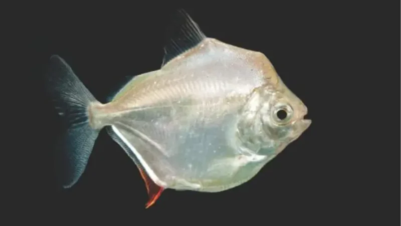 Silver dollar fish