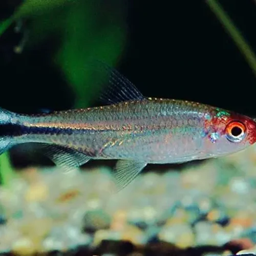 Tetra Rodosthomus