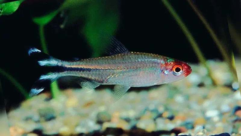 Tetra Rodosthomus