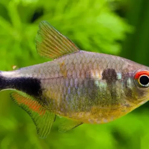 Garnet Tetra
