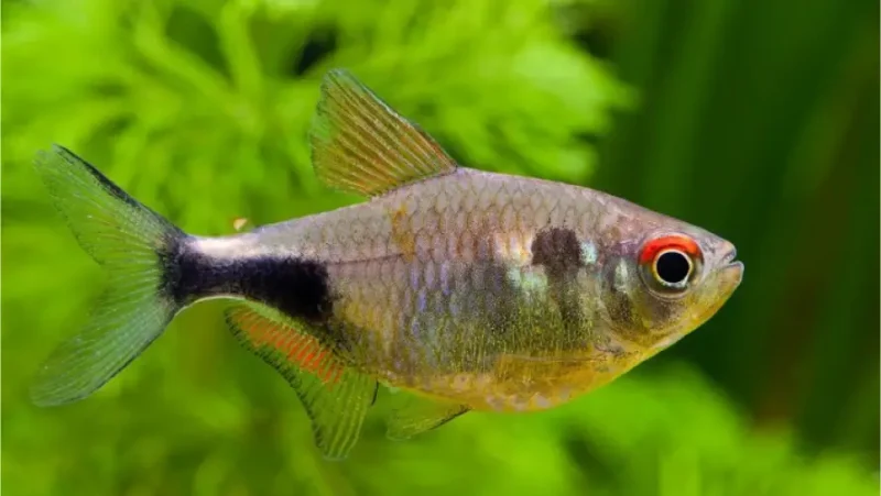 Garnet Tetra