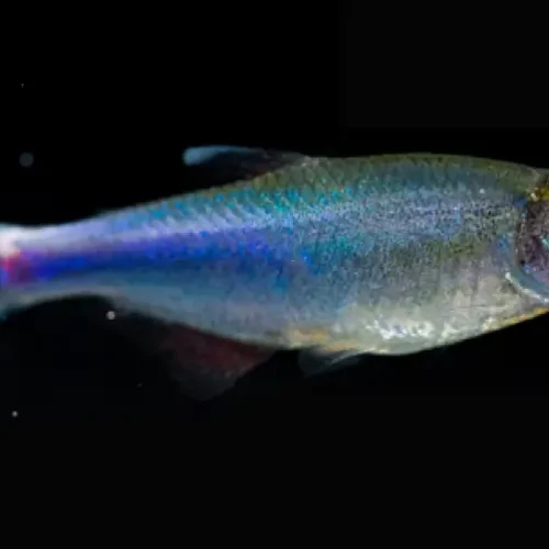 Cochu´s Blue Tetra