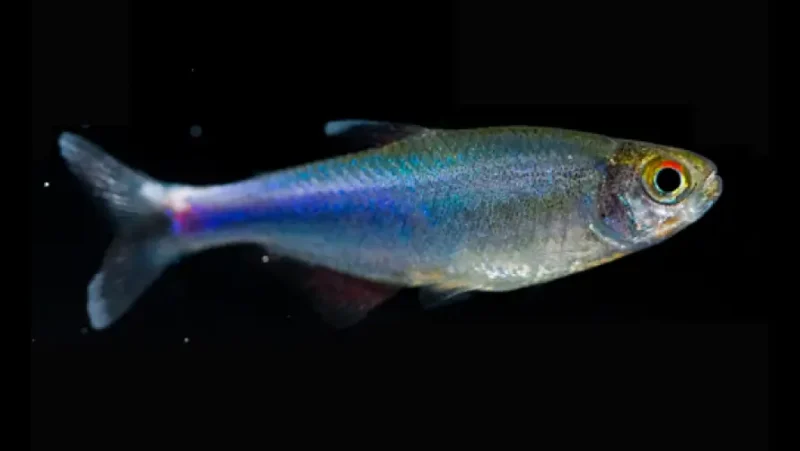 Cochu´s Blue Tetra