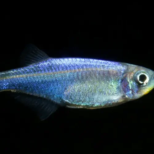 Whiteband Frippery Tetra