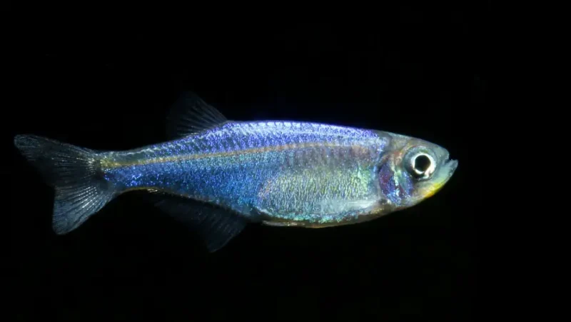 Whiteband Frippery Tetra