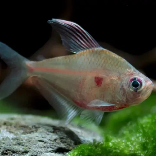 Bleading-Heart Tetra