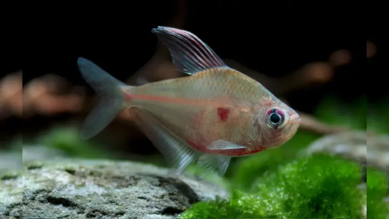 Bleading-Heart Tetra