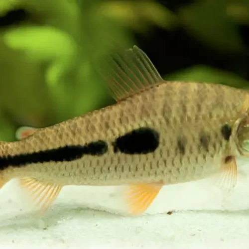 Leporinus