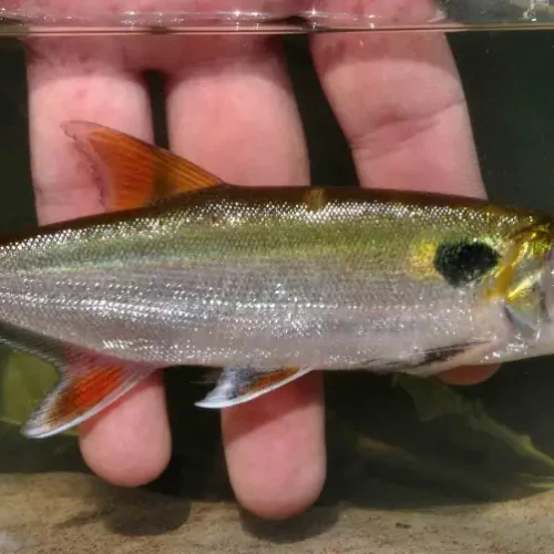 Cachorro Red Tail