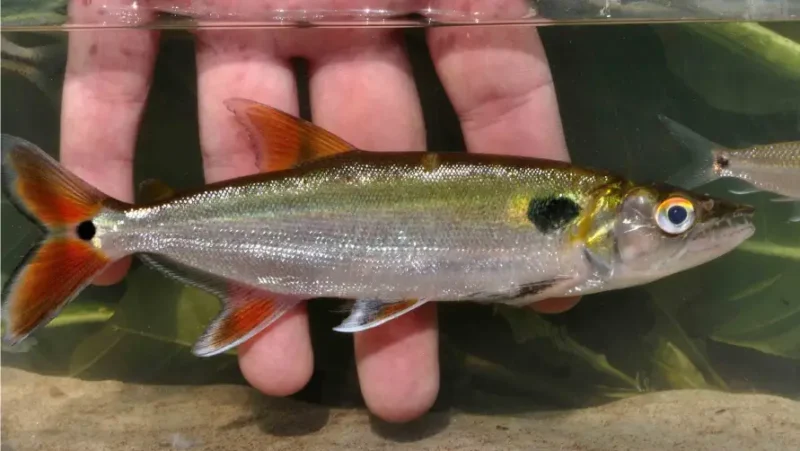 Cachorro Red Tail