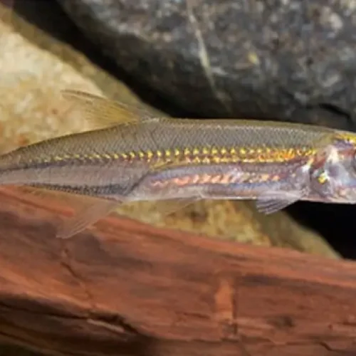 Cachorro yellow tail
