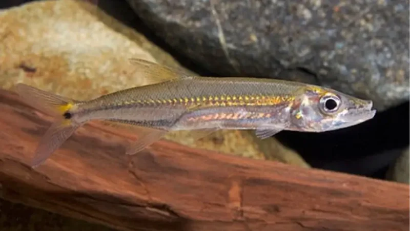 Cachorro yellow tail