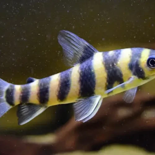 Trunk Leporinus