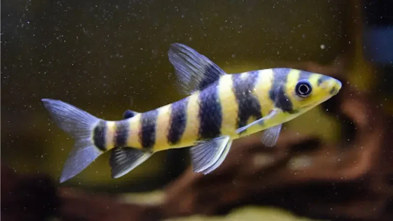 Trunk Leporinus