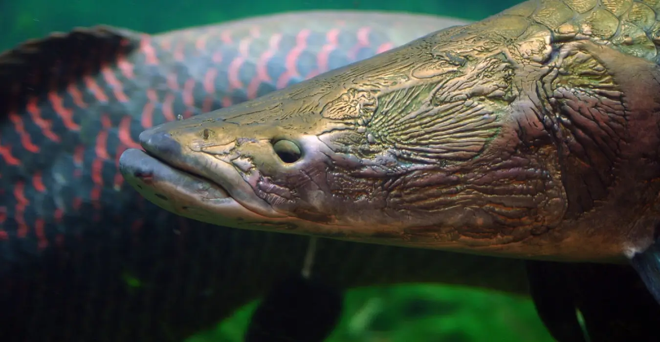 Arapaima