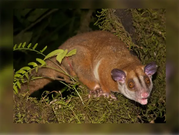Tolompeo (zarigüeya lanuda)