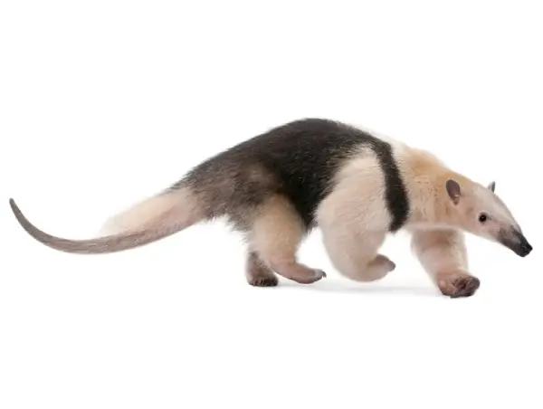 Tamandua