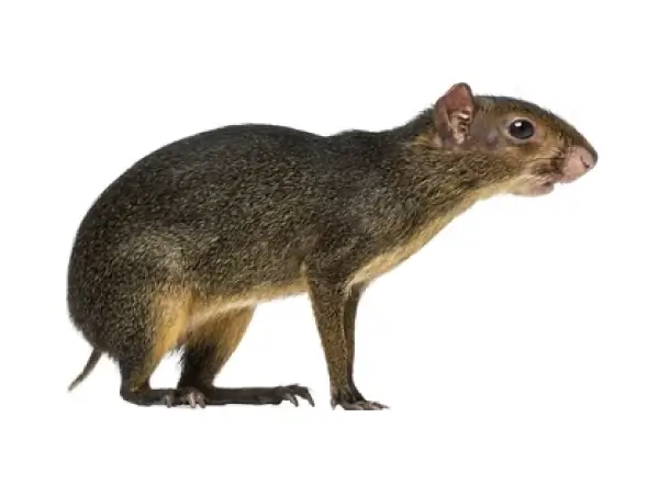 Punchana