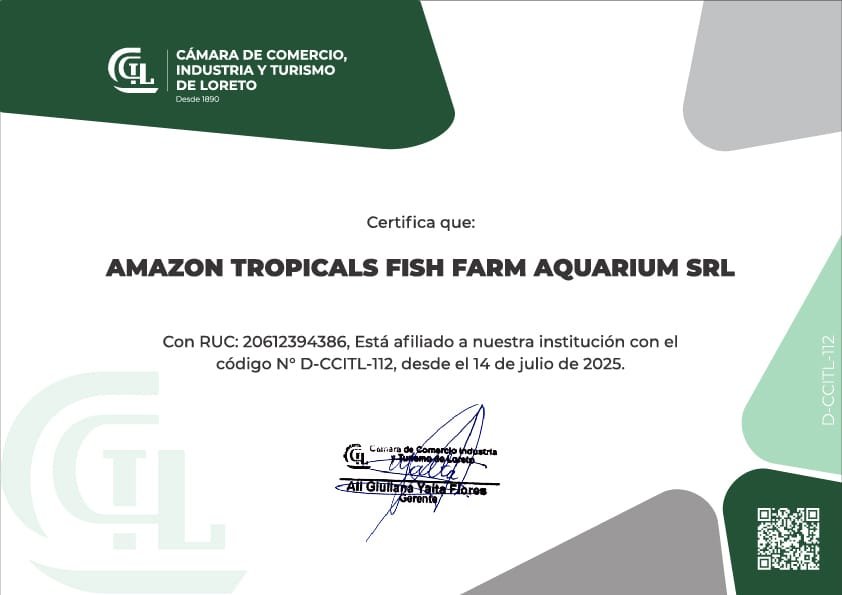 Certificado 