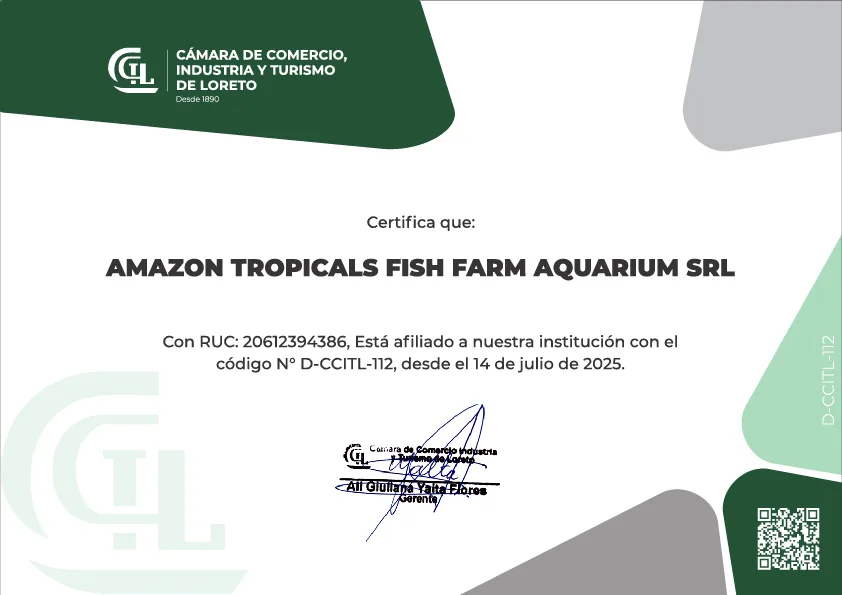 Certificado 