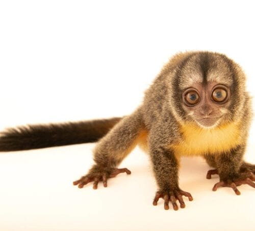 Musmuqui