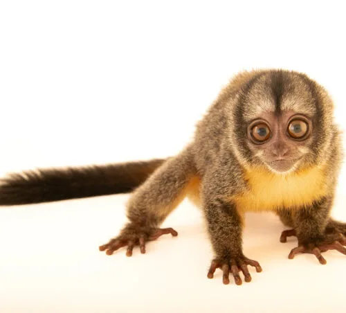 Musmuqui