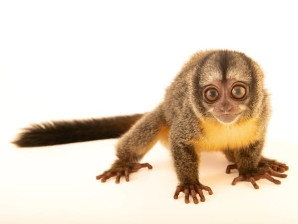 Musmuqui