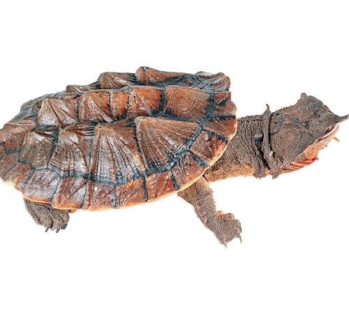 Matamata