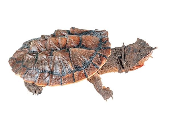 Matamata