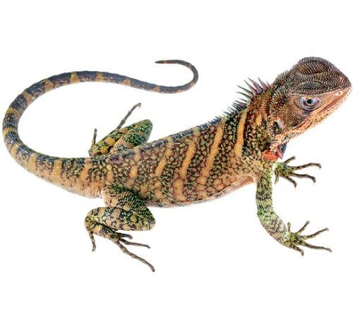 lagartija de palo